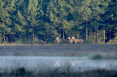 Edelherten in de het vroege zonlicht met ochtendmist boven de ven