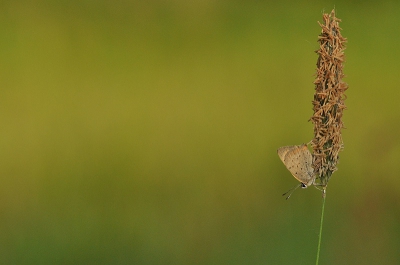 Ik volg Nederpix al enige tijd. De vaak erg mooie foto's zijn inspirerend en leerzaam. Na enige aarzeling upload ik nu mijn eerste foto. 
Er stond deze ochtend veel wind. De grashalm zwiepte vaak buiten beeld.  Dit was de enige voldoende scherpe foto. Ik heb gewacht totdat de opkomende zon achter de vlinder op de vegetatie scheen.