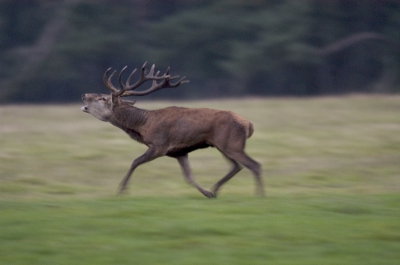 Edelhert in de bronst houdt zijn rivalen op afstand