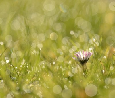 Na de inspirerende lezingen op de Nederpix dag de volgende ochtend het veld in gegaan om sfeer en de bellen in mijn foto te krijgen. 
Het was een mooie zonnige ochtend en het gras was lekker nat. 
Zelf ben ik blij dat het op de foto al een beetje gelukt is. Dit smaakt naar meer.