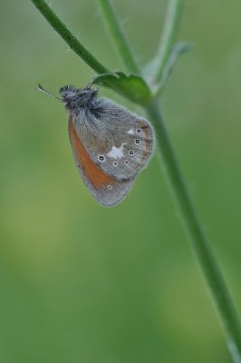 Op een warme middag dit soort foto's maken lukt me meestal niet. De vlinder had echter al dekking gezocht voor een naderende stortbui en blijkbaar besloten om niet meer te verplaatsen. Ik kreeg de kans om van statief te fotograferen en zelfs wat grassprietjes weg te buigen.