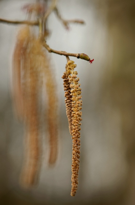 Op zoek naar de vrouwelijke bloeiwijze van de hazelaar was het een hele opgave om van de mannelijke bloeiwijze een goede foto te maken. Hoop dat het een beetje gelukt is.