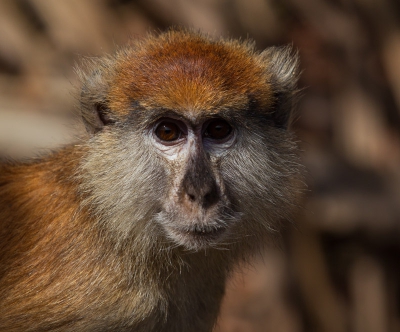 Genomen vanuit de hide van Han Bouwmeester in Gambia. De Huzaarapen kwamen regelmatig langs.