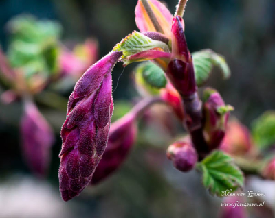 Deze macro foto is gemaakt in eigen tuin want omdat het zo zacht is staat er al heel veel in bloei.