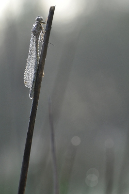 Dit was zo'n schitterende ochtend met een graslandje nat van de dauw en vol met insecten. Rustig wachten tot de zon doorkomt en afdrukken maar. Deze met tegenlicht vond ik het best gelukt. 
Ik ben overigens benieuwd of deze door de goedkeuring komt. BDsizer maakt hem wel erg grof.