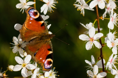 Het gebruikelijke rondje vandaag ook weer gelopen met nu een mooi exemplaar van de dagpauwoog dat aan het foerageren was op deze bloemen (iemand suggesties voor de soort? Het is een vrij hoge boom).