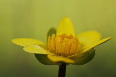 Ik heb eigenlijk nog maar heel weinig foto's gemaakt van bloemen en planten. Ik vind het om n of andere reden lastig om er een boeiende foto van te maken. Ik wil er dit jaar wat meer moeite voor gaan doen en ben daar afgelopen zaterdag mee begonnen. Ik twijfelde over de compositie , moet de bloem in dit geval precies in het midden of toch juist uit het midden? Omdat de bloem niet echt symmetrisch is heb ik hem toch uit het midden geplaatst. 

Foto genomen vanaf liggend statief, scherp gesteld met liveview.