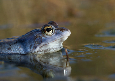 Zondag na 4 jaar eindelijk de heikikkers eens kunnen fotograferen in alle glorie. Er was er eentje die heel goed meewerkte. Voor deze foto ben ik met mijn ellebogen in het water gaan liggen, zo kwam de camera nog maar enkele centimeters boven het water uit.
