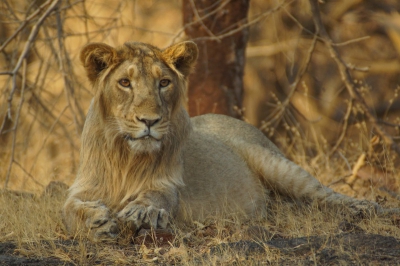 Tijdens een rondreis India op zoek naar grote katten een poging gedaan om de Perzische dan wel Aziatische leeuw te zien. Gir is het enige natuurpark waar deze soort nog voorkomt. Er zijn er nog slechts enkele honderden. Het is niet makkelijk ze te vinden maar met geluk lukt het in een paar dagen wel. We hadden uiteindelijk elke safari een waarneming. Dit was wel een hele mooie, een jong mannetje keek aandachtig rond in het avondlicht.
De verschillen met de Afrikaanse leeuw zijn de kortere manen de grote (iets kleiner) en het hangende 'buikvel' daarvan kan ik mogelijk nog een beeld uploaden.
Wie interesse heeft kan mee op een speciale 'katten' reis op zoek naar tijger en deze leeuw dit najaar.
http://www.starlingreizen.be/reizen/natuurreis-india-op-zoek-naar-de-grote-wilde-katten
nb. de reis is ook bedoeld voor Nederlanders