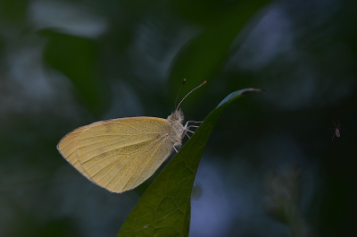 Vroeg in de ochtend dit koolwitje gefotografeerd.
Gelukkig is het vlinder seizoen weer begonnen zodat ik weer van deze schoonheden kan genieten.