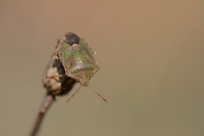 Voor de eerste keer sinds een lange tijd weer eens op pad geweest om de natuur verder te ontdekken.
Deze wants zat te genieten van het voorjaarszonnetje.