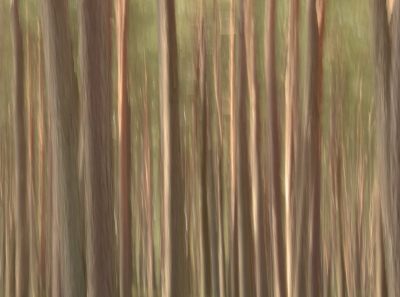 Het licht scheen mooi tegen de boomstammen. Enkele foto's gemaakt door middel van het verticaal bewegen van de camera. Deze foto vond ik het beste gelukt.