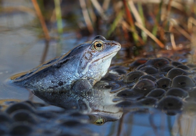 Vorige week voor het eerst de heikikkers blauw kunnen fotograferen. Na 4 jaar is het mij voor het eerst gelukt. Met het waadpak een goede plek aan de kant van het water gezocht en daar lange tijd gewacht tot ze eindelijk voor de lens kwamen zitten. Een subtiele maar vooral een doeltreffende aanpak!