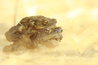 Ik was eigenlijk naar deze plek gegaan om de bekende kikkers te fotograferen maar ik vond het er iets te druk met fotografen. Gelukkig waren er ook een hoop Gewone Padden onderweg naar het ven dus heb ik me daar maar mee bezig gehouden. Deze Padden zaten in het volle zonlicht. Door de zonbeschenen voorgrond mee te fotograferen heb ik geprobeerd juist gebruik te maken van het redelijk felle licht. Van zo'n 2 meter afstand gefotografeerd met 420mm.