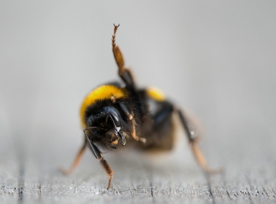 Op de steiger in de haven zat deze hommel even "uit te rusten"