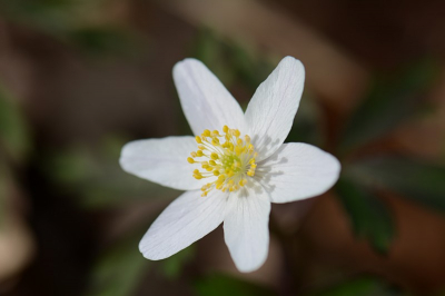 Gisteren een flinke wandeling gemaakt door het bos aan het Kasteel van Horst. Er staan een massa Bosanemoontjes.