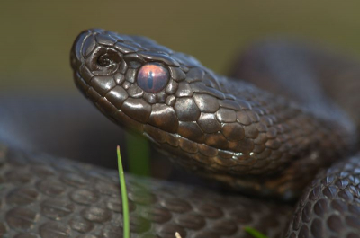 Tijdens het maken van de foto was lichtbewolkt. Deze adder is melanisch waardoor hij helemaal zwart is. Daardoor is de tekening op de rug niet te zien.