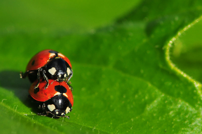Zeer zonnig. De foto is uit de hand gemaakt terwijl deze twee op een Achemillisblad bezig waren om te zorgen voor nieuw nageslacht.