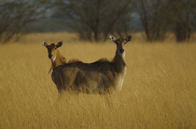 Ook deze vrouwtjes nilgai zagen we tijdens deze ochtend safari. Het zijn stijlvolle dieren de vrouwtjes hebben een veel lichtere kleur en hebben niet de kenmerkende korte hoorns die de mannetjes wel hebben. Het zijn grote dieren die je niet gauw over het hoofd zult zien.