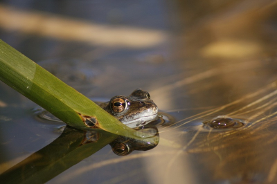 Nog even een leuke foto van de Heikikkers in het Alblasserbos te Papendrecht