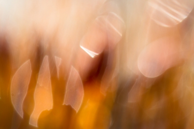 De foto is gemaakt met de camera op de grond en met tegenlicht. Een takje met waterdruppels hing voor het onderwerp.
