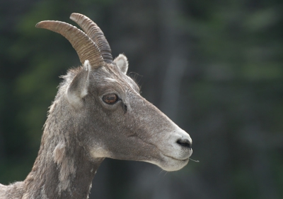 Canon 20D sigma 170-500 vanaf rijstzak.
Nog een foto van n van de schapen.