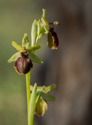 Vanochtend een overvloed aan Ophrys occidentalis, een enkele O. araneola en ook een harlekijntje langs mijn lievelingsbospad.