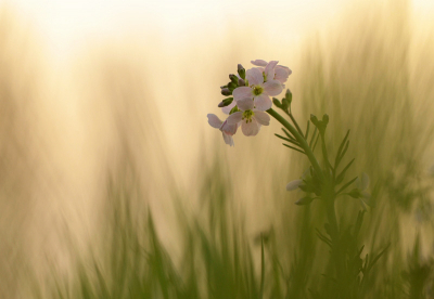 Door het gras heen gezocht naar een mooi plaatje van deze bloemen,
geprobeerd er een dromerig plaatje van te maken ,was eigenlijk op zoek naar het oranjetipje
groet Maria