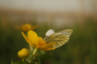 De zachte kleuren op het riet op de achtergrond met mijn eerste klein geaderd witje van dit jaar op de foto.