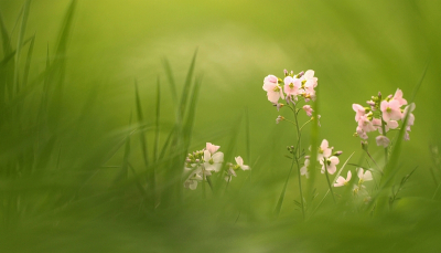 vanavond weer bezig geweest om de pinksterbloemen te fotograferen,miste het zonnetje,maar deze kan er wel mee door vind ik.
groetjes Maria