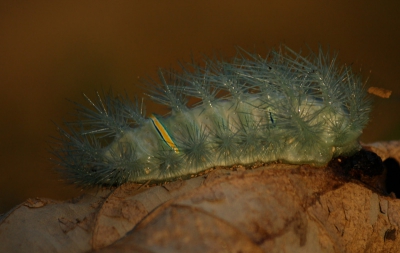 Deze rups zat op de afgevallen bladeren op de bosgrond. Een bijzonder intrigerende rups! Doordat de poten niet direct zichtbaar zijn, lijkt hij een beetje op een naaktslak, vandaar de naam. In het avondlicht op de foto gezet.