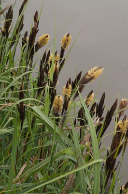 Op het moment dat deze fase van bloei voorbij is, vindt ik de plant veel minder aantrekkelijk om te fotograferen.