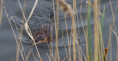 Gisteren op pad geweest met de vrouw, om een tweetal lenzen te vergelijken (een geleende en een "eigen"). Tijdens onze fietstocht om de Lepelaarsplassen zwom spontaan deze bever voor "de lens van mijn vrouw" (het fototoestel waarmee ik mocht "spelen"). Helaas verdween de bever tussen het riet en liet zich vervolgens ook niet meer zien.
Op wikipedia las ik dat er in het verleden een aantal bevers zijn ontsnapt uit Natuurpark Lelystad, nazaten van deze vluchteling?