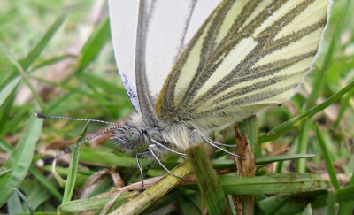 je ziet steeds meer vlinders vliegen en zitten, hier een foto van een klein geaderd witje.