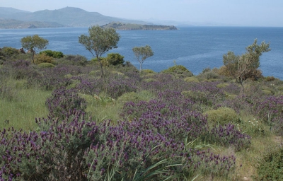 <i class='fa fa-user'></i> ruud w. | Gezicht op het Konijneneiland bij Lesbos  <i class='fa fa-eye'> 224</i>   <i class='fa fa-comment-o'> 2</i>