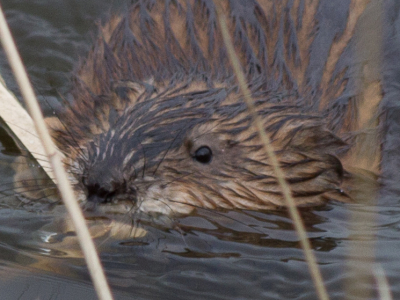 Om de observatie te verduidelijken, hierbij nog een foto van de bever of beverrat, de volgende volgt.