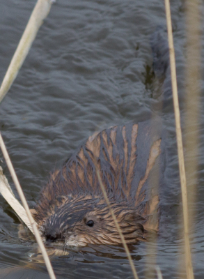 Om de observatie te verduidelijken, hierbij nog een foto van de bever of beverrat, de volgende volgt.