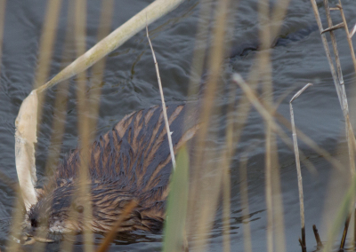 Om de observatie te verduidelijken, hierbij nog een foto van de bever of beverrat.