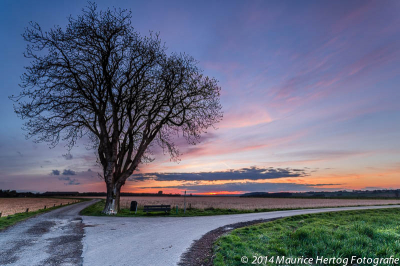 Een mooie avond en een prachtige boom, wat heb je meer nodig?