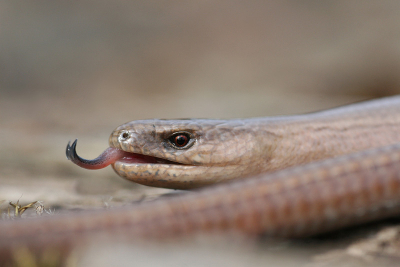 Tijdens inventarisatie werkzaamheden naar reptielen en amfibien deze foto kunnen maken. Deze hazelworm (in tegenstelling tot veel anderen) deed zijn Engelse naam eer aan en ging er na dat ik een paar foto's had gemaakt langzaam vandoor.