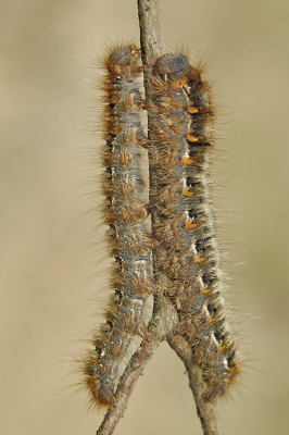 volop aanwezig op een stuk oude heide. Deze twee kruiste elkaars pad. De linker rups zat mooi stil, de rechter kwam langsaam omhoog gekropen. Gewacht tot ze beide ongeveer op gelijke hoogte waren.