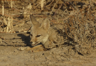 Op eigen verzoek speciaal gevraagd aan de gids of het mogelijk was een Bengaalse- of ook wel Indiase vos te zien in het woestijnige park Rann of Kutch. Hij wist een plekje en gelukkig zagen we zo dit fraaie diertje in mooi avondlicht.