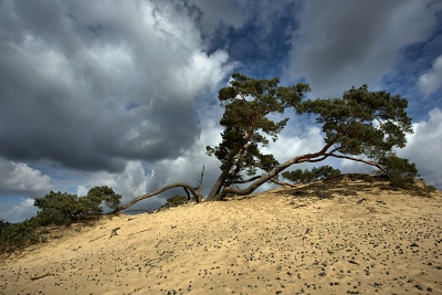 Kootwijkerzand nog maar weer eens bezocht. Het was een afwisseling van zon en wolken.
