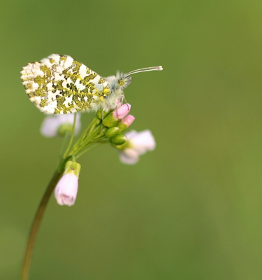 ben vroeg opgestaan om te kijken of er tipjes zaten,heel veel pinksterbloemen en maar twee tipjes kunnen ontdekken. 
ben er blij mee is mijn eerste foto van dit vlindertje

groeten Maria