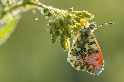 In Waddinxveen zijn Oranjetipjes ronduit schaars. In het Gouwebos vliegt maar een handvol mannetjes rond. Ik wilde ze graag een keer goed fotograferen, het liefst 's ochtends vroeg. Ik ben daarom vrijdagmiddag al gaan kijken en vond een mannetje Oranjetipje. Ik ben er tot 19:30 uur bij gebleven zodat ik wist waar hij was gaan slapen. De volgende ochtend zat het beestje mooi onder de dauwdruppels en heb ik er zo'n 2,5 uur foto's van kunnen maken.