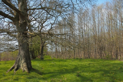 Natuurlijk was ik bij de Drentse Aa zeer onder de indruk van de dikke eikenbomen op de oude houtwallen, die hebben wij niet in de Flevopolder. Die prachtige houtwallen worden volledig gentegreerd in nieuwe natuurontwikkeling. Aan de overkant van een heel nat grasstrookje een jong elzenbroekbos in ontwikkeling. Als ik hier langer naar kijk zie ik oude, eerbiedwaardige mannen die staan te kijken naar jong, springerig volk.