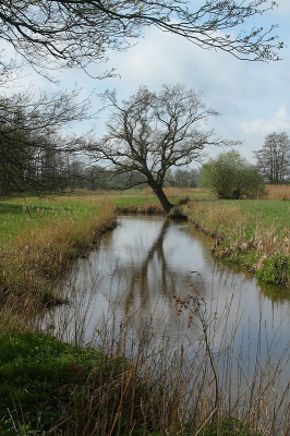 Ik vind dit zelf een lekker optimistisch plaatje. Hoe scheef de boom ook staat, straks komen er weer lekkere groene blaadjes aan.  Want dit is waar elzen wonen: aan de waterkant met natte voeten. Met mooi weer zie je dubbel. Daardoor zie je ook het water stromen.
Ik vind het ook wel grappig dat de kruin van de boom wordt gevolgd door de wilgenstruik op de achtergrond en de takken van de els waar ik onder sta. Maar links heeft-ie een beetje ruzie. Nou ja, beetje fantasie.