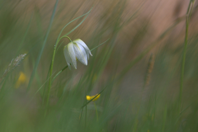 Nog eentje van afgelopen maandag, een albino tussen het groen.