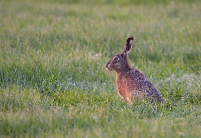 Deze Haas zat afgelopen zondag mooi in het ochtend zonnetje.