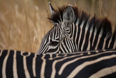 Nog een zebra,close up,dit vind ik fraai vanwege de voorgrond